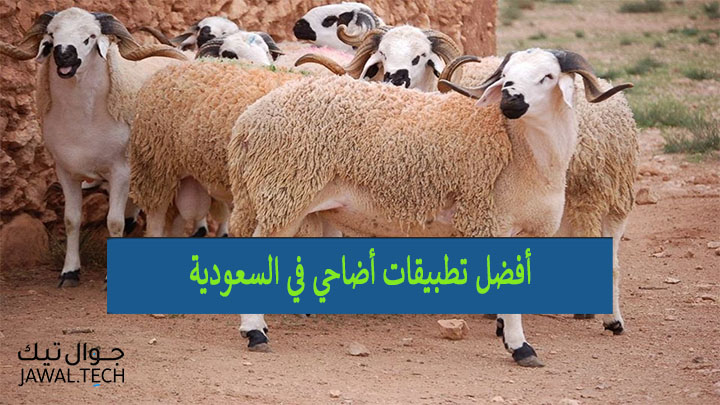 تطبيق أضاحي العيد (المرخّص رسمياً) في السعودية 1 أفضل تطبيقات أضاحي في السعودية